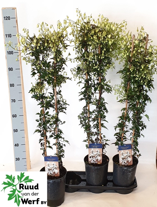 <h4>CLEM AVALANCHE</h4>