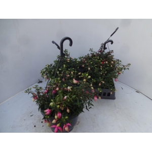 FUCHSIA GEM