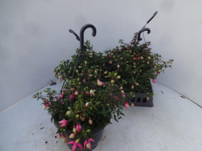 <h4>FUCHSIA GEM</h4>