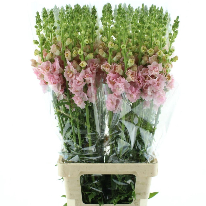 <h4>Antir Op Legend Double Pink</h4>