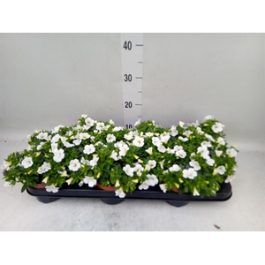 Calibrachoa  'Minifam White'