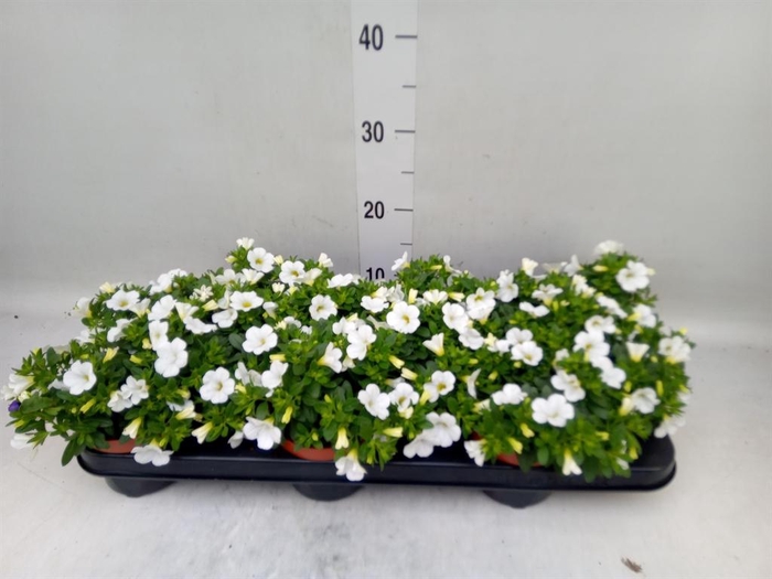 <h4>Calibrachoa  'Minifam White'</h4>