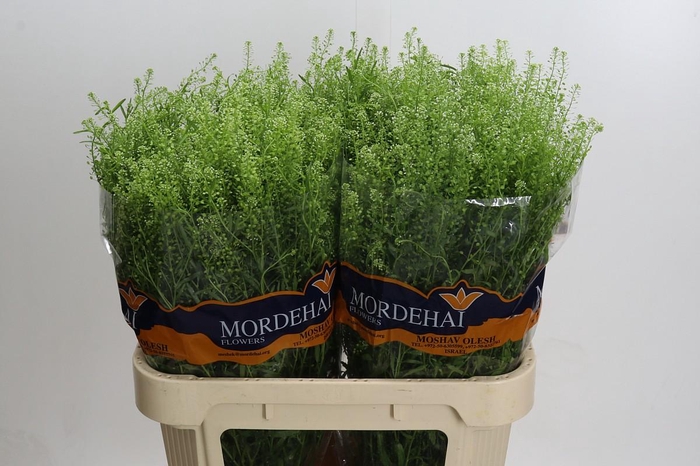 <h4>Lepidium Green Bell</h4>