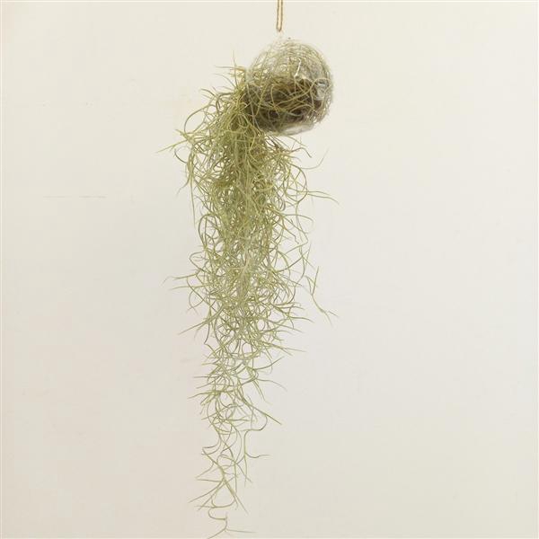 <h4>Tillandsia in bol glas</h4>