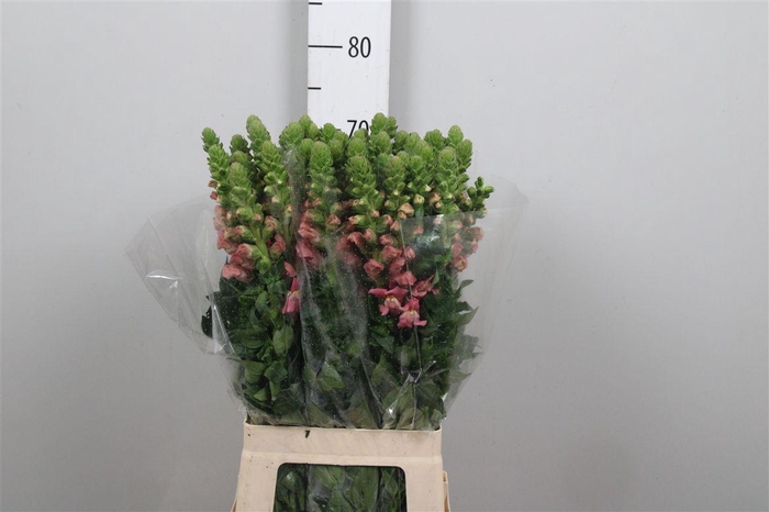 <h4>Antir Poto Pink</h4>