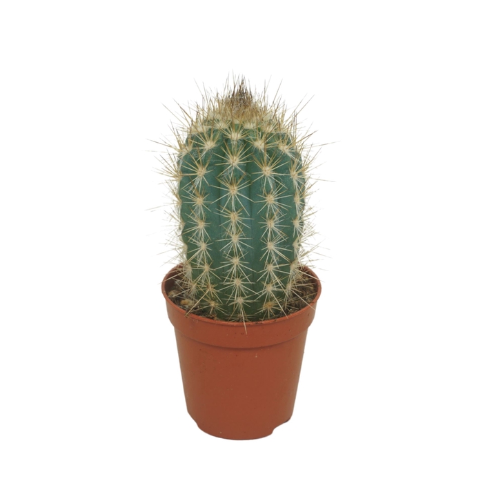 <h4>Cactus</h4>