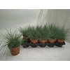 Fest Glauca