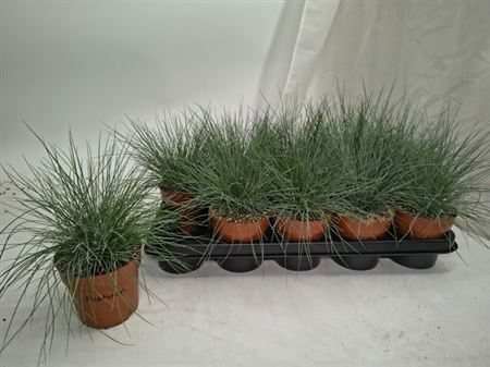 Fest Glauca