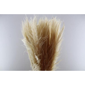 Siergras Cortaderia Evita(x60*