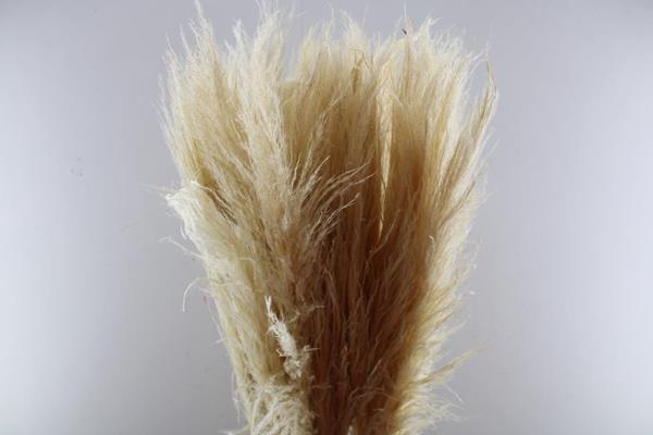 <h4>Siergras Cortaderia Evita(x60*</h4>