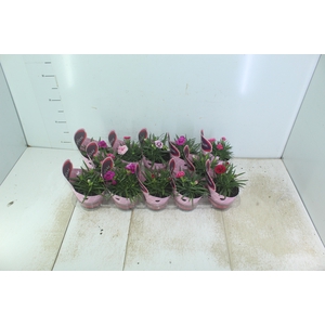 DIANTHUS DOBRADO P11