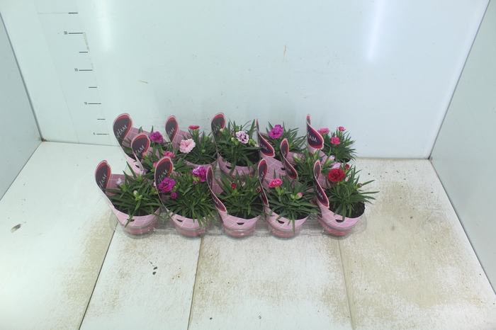 <h4>DIANTHUS DOBRADO P11</h4>