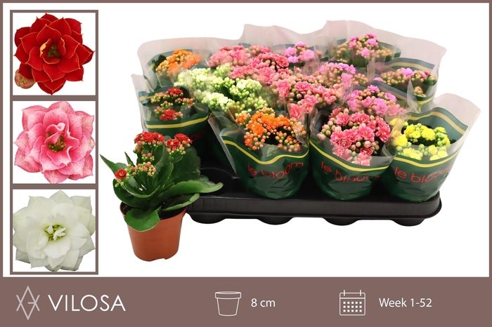 <h4>KAL GE GEM 5 KL</h4>