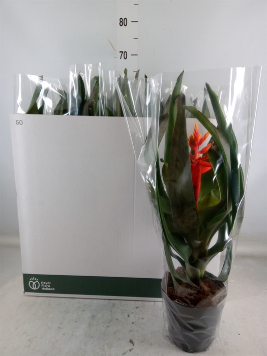 <h4>Aechmea  'Pepita Elegant Flames'</h4>