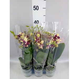 Phalaenopsis multi.   ...yellow