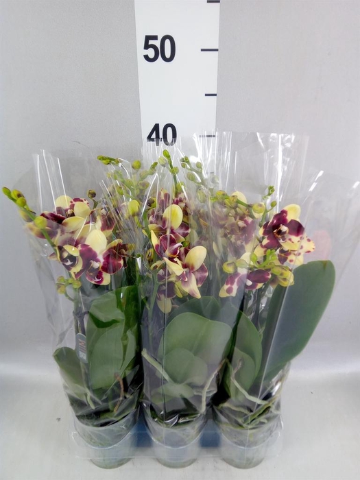 <h4>Phalaenopsis multi.   ...yellow</h4>