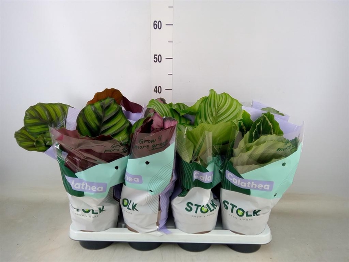 <h4>Calathea ...mix 4</h4>