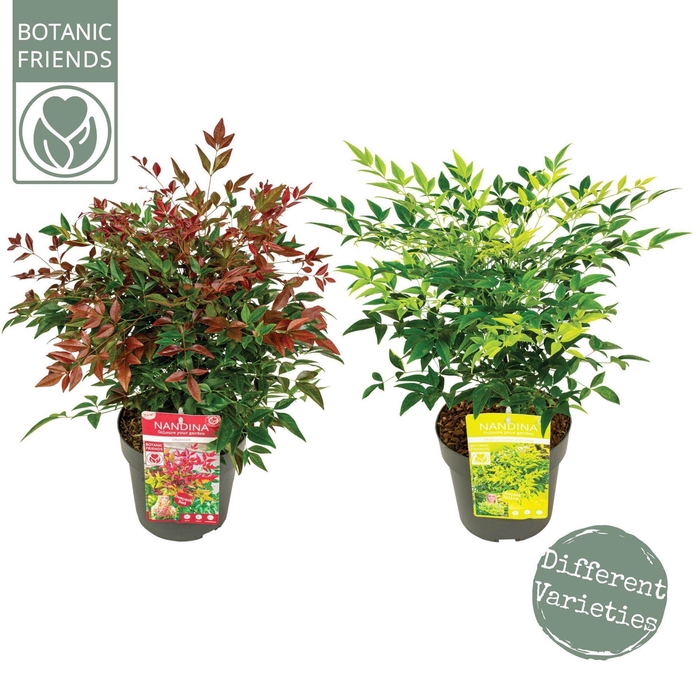 <h4>Nandina domestica</h4>