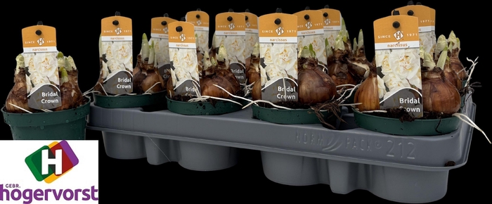 <h4>NARC D BRIDAL CROWN</h4>