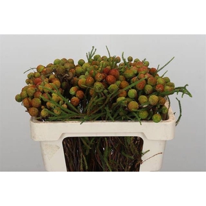 Cape green baubles berzelia galpini