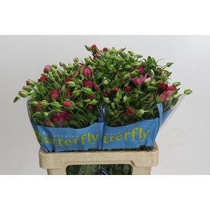 Ranunculus Butterfly Jupiter