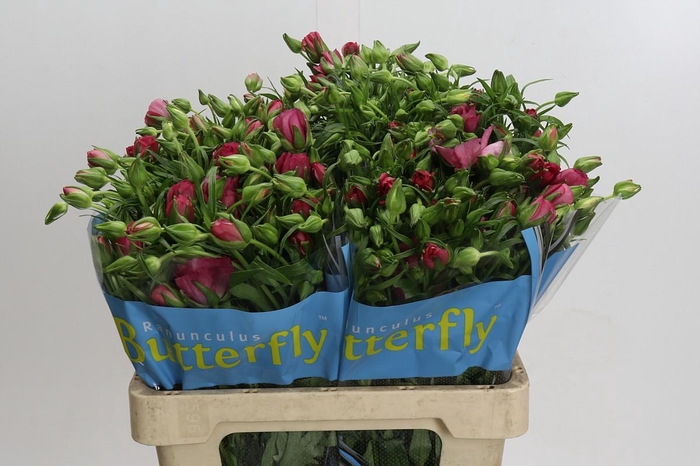 <h4>Ranunculus Butterfly Jupiter</h4>