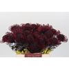Nutans Painted Aubergine