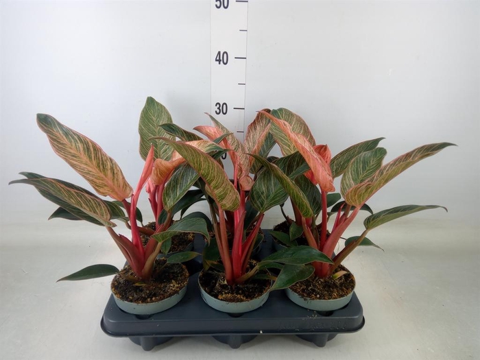 <h4>Philodendron ...</h4>