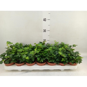 Hedera helix 'Wonder'