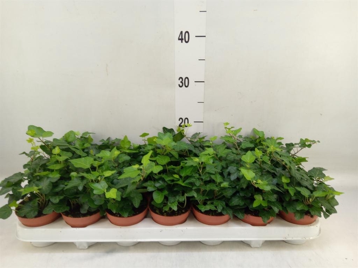 <h4>Hedera helix 'Wonder'</h4>