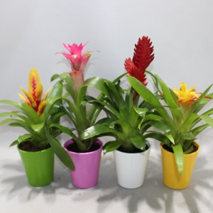 Bromelia Adventure Gemengd 10.5cm Coco (Met Hoes)