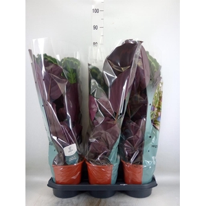 Calathea  'Medallion'