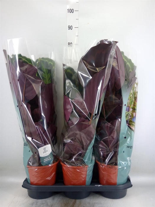 <h4>Calathea  'Medallion'</h4>