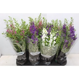 ANGELONIA P14 VARIADO