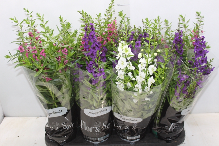 <h4>ANGELONIA P14 VARIADO</h4>