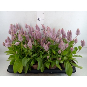 Ptilotus exaltatus 'Joey'