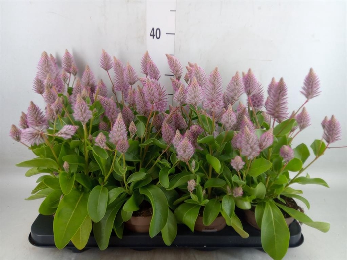 <h4>Ptilotus exaltatus 'Joey'</h4>