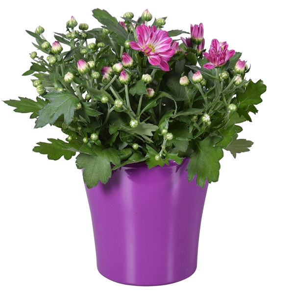 <h4>Chrysanthemum in Paars "Bombé" keramiek</h4>