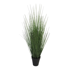 King festuca in pot small green