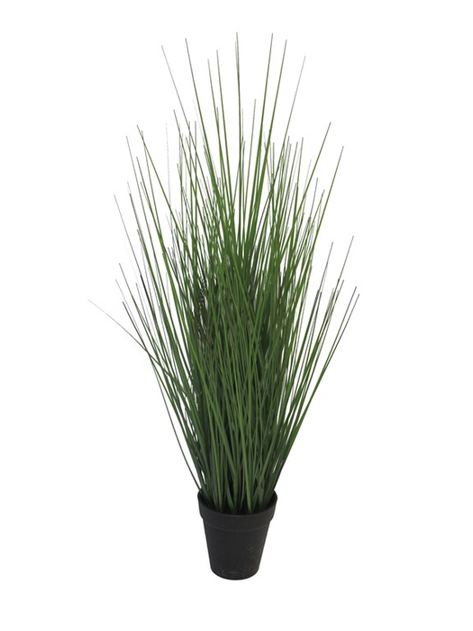 <h4>King festuca in pot small green</h4>