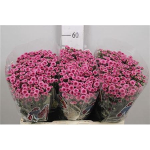 Chr S Mad Tyolo Pink