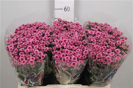 <h4>Chr S Mad Tyolo Pink</h4>