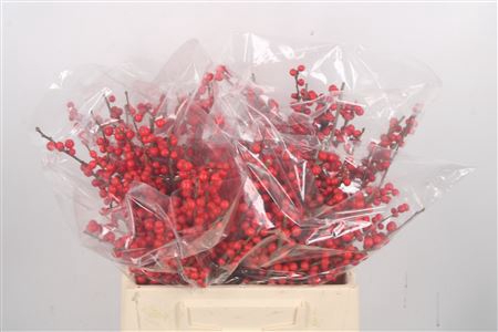 <h4>Ilex Verticilata Red</h4>