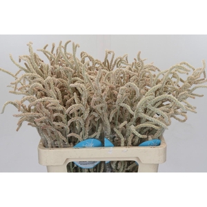 Amaranthus Yearming Desert