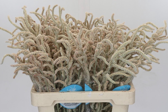 <h4>Amaranthus Yearming Desert</h4>