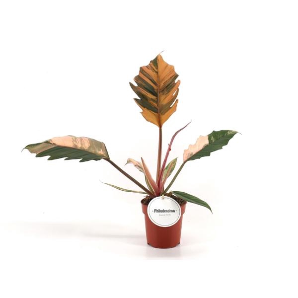 <h4>Philodendron overig</h4>