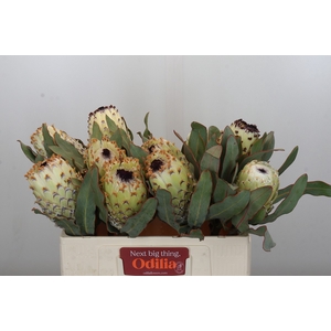 Protea Barbigera Ice Queen Air