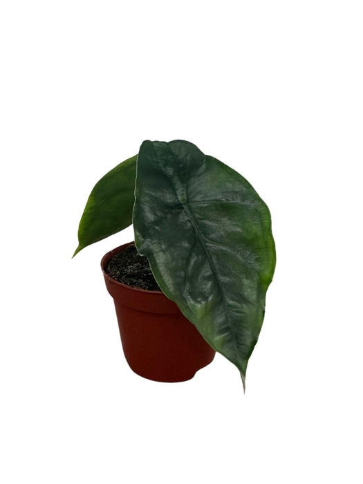 <h4>Alocasia Het. Dragons Breath</h4>