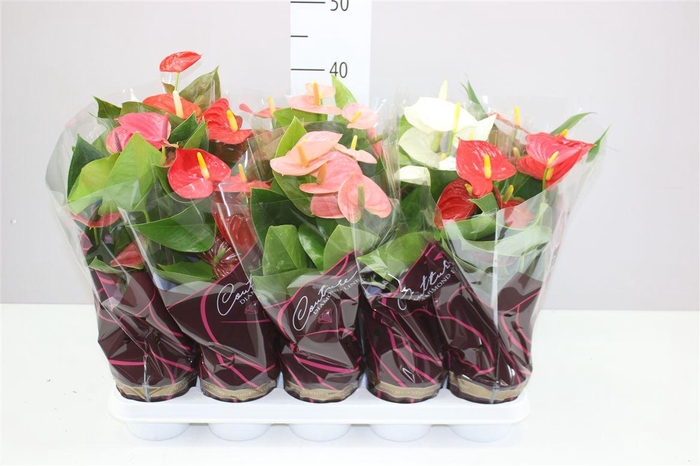 <h4>Anth An Gemengd</h4>