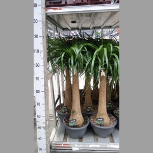 Beaucarnea recurvata
